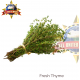 FRESH THYME