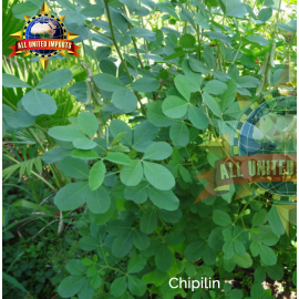 CHIPILIN