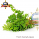 FRESH CURRY LEAVES 1 LB PACK