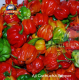 AJI CACHUCHA PEPPER