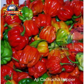 AJI CACHUCHA PEPPER