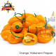 HABANERO PEPPER ORANGE
