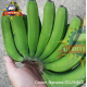 GREEN BANANA (GUINEO)