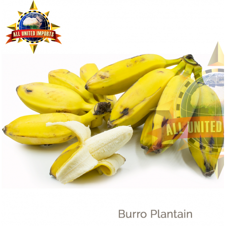 BURRO PLANTAIN