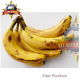 PLANTAIN RIPE