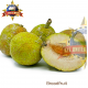 BREADFRUIT