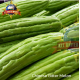 CHINESE BITTER MELON