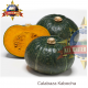 CALABAZA KABOCHA