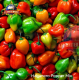HABANERO PEPPER MIXED
